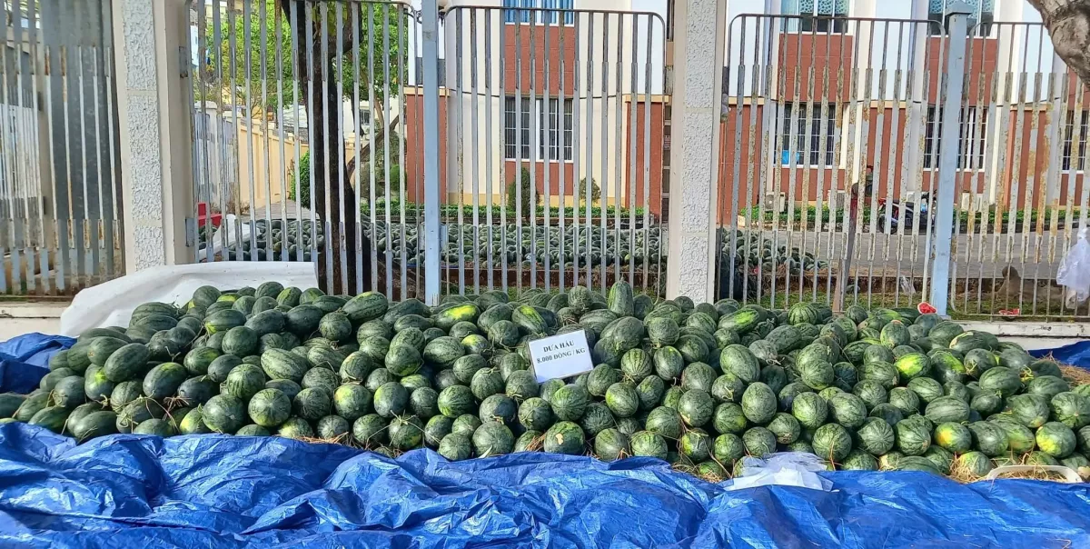 Ủy ban MTTQ Việt Nam phường Vũng Tàu hỗ trợ tiêu thụ 7 tấn dưa hấu cho nông dân Tây Ninh